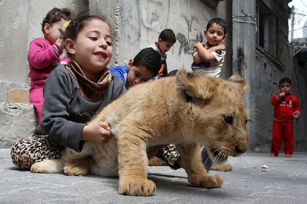 Οικογένεια Παλαιστινίων υιοθέτησε δύο αξιολάτρευτα λιονταράκια! (Photos & video) - Media