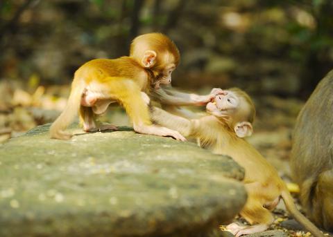 Εκατοντάδες μαϊμούδες βγήκαν στους δρόμους λόγω… κορωνοϊού (Video) - Media