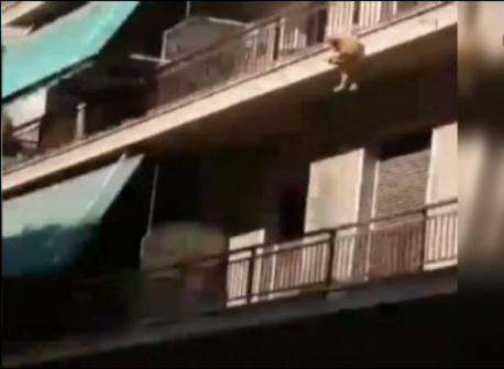 Τι λέει ο άνδρας που πέταξε το σκυλί από τον 3ο όροφο - Εισαγγελική παρέμβαση μετά τις εικόνες - σοκ στην πλ. Αμερικής (Video) - Media