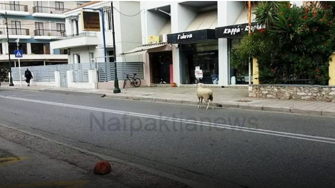 Πρόβατο βγήκε για… βοσκή στο κέντρο της Ναυπάκτου (Photo) - Media