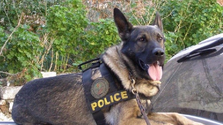 ΗΠΑ: Άνθρωπος δάγκωσε σκύλο της αστυνομίας - Media