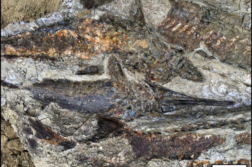 Βρέθηκαν απολιθώματα ζώων, ψαριών και δέντρων από τη μέρα της «Αποκάλυψης» (Photos) - Media