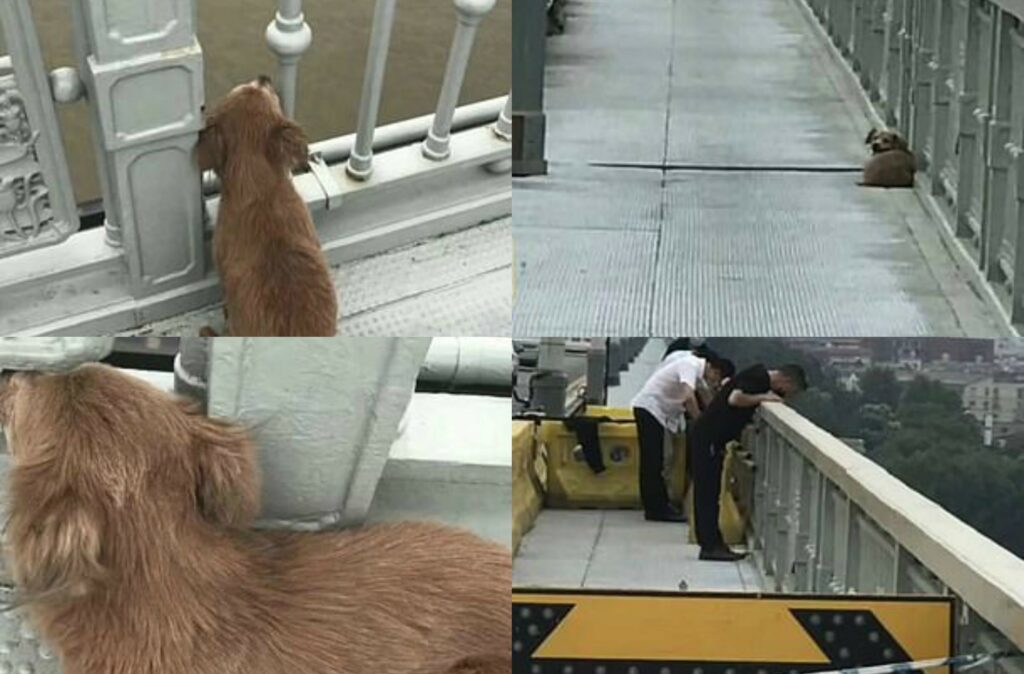 «Ο πιο πιστός φίλος» - Σκύλος περίμενε τέσσερις μέρες στην γέφυρα που είδε το αφεντικό του να αυτοκτονεί (Video) - Media