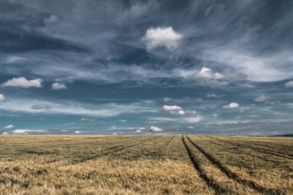 wheat-fields-1853434_1920