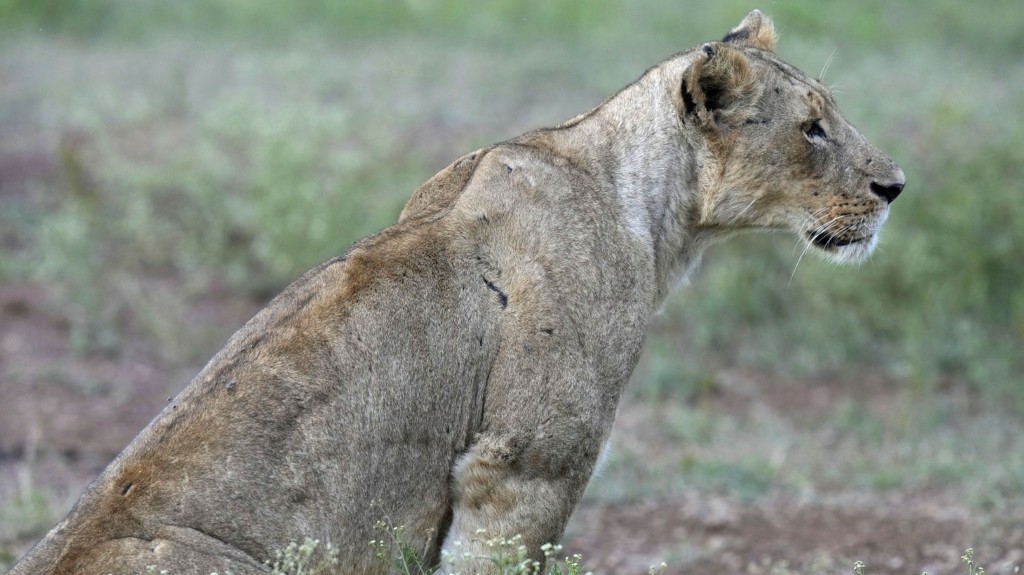 lioness_kenya_2905_1460-820_new