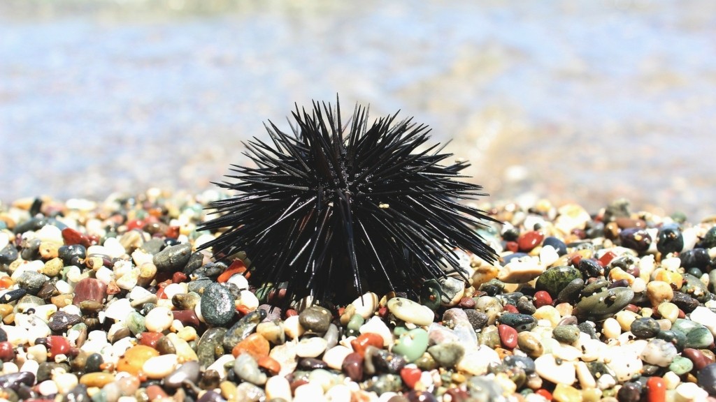 sea-urchin-new