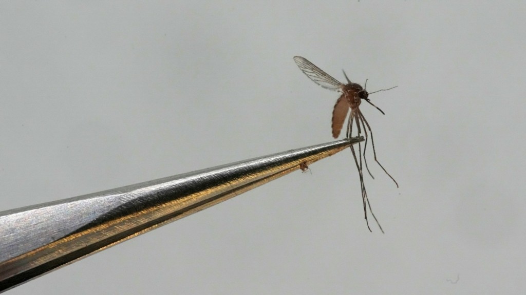 mosquito_new